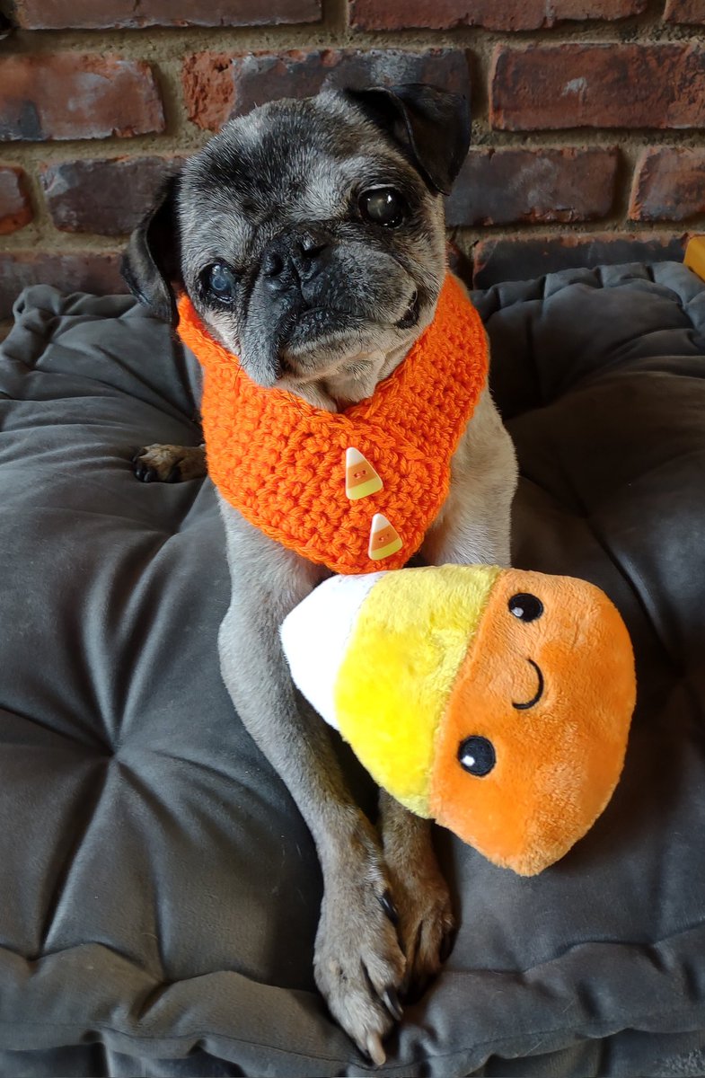 GOT CANDY CORN? 
#NationalCandyCornDay 
#puglife #pug  #dogsoftwitter #dogs #SeniorDog #October #sundayvibes #Halloween