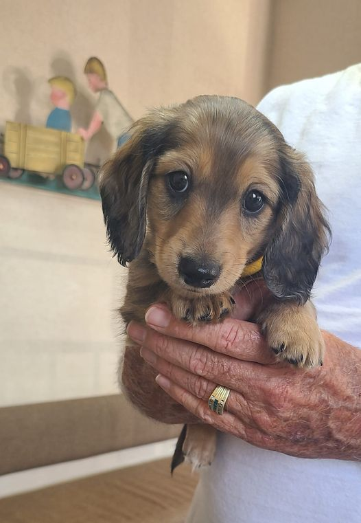 Dachshund Bonus tweet media