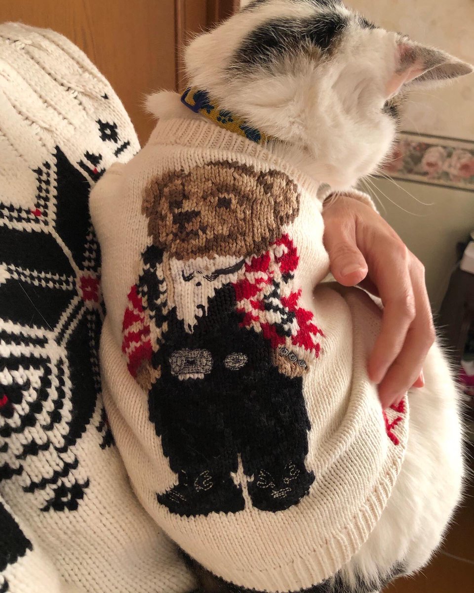 nyankoballet's tweet photo. ❤️💕❤️😻僕のおNEWのセーターはRalph Lauren ベア🧸😽　#ralphlauren #ralphlaurenbear #ラルフローレン #ラルフローレンベア #bear #sweater #セーター #猫 #保護猫 #出身 #出世 #しました #😺 #cat #cats https://t.co/leumhS52Y3