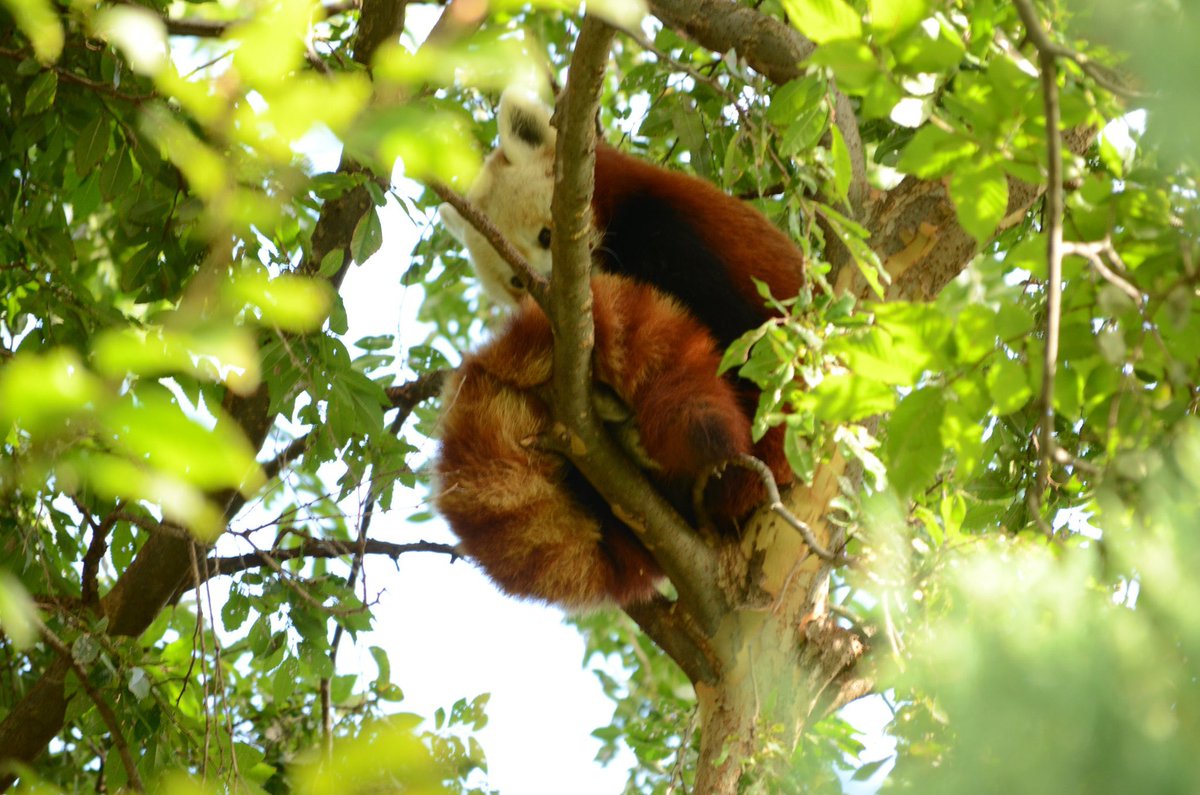 Red Panda tweet media