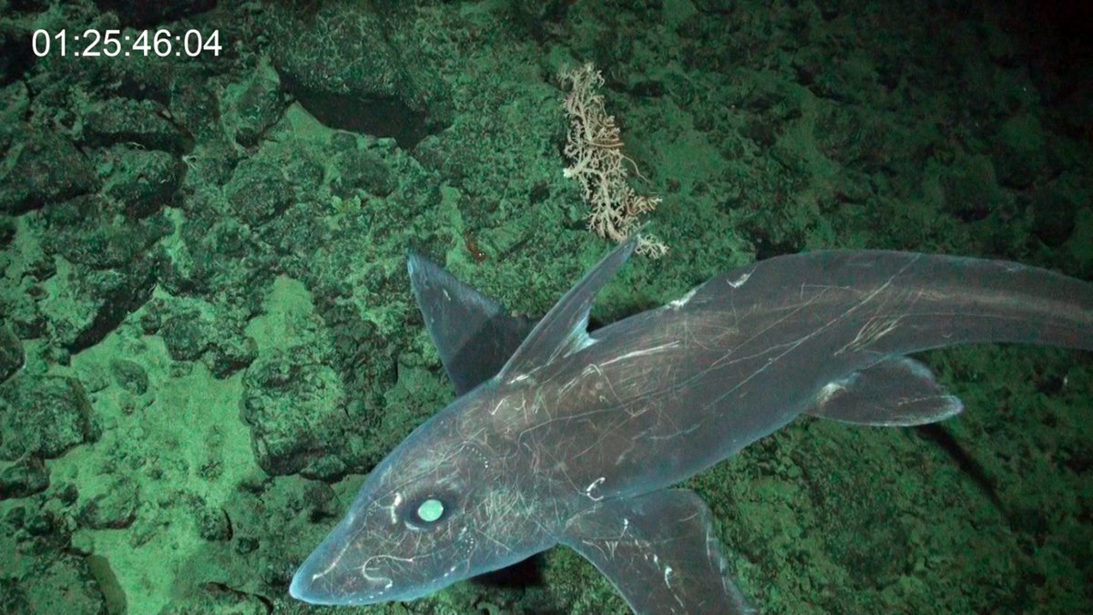 Have you ever heard of a ghost shark? 👻🦈 On a past expedition, @NG_PristineSeas spotted this rare deep-sea species that won’t be needing a costume this Halloween: the Eastern Pacific Black Ghost Shark! #InternationalGhostSharkDay