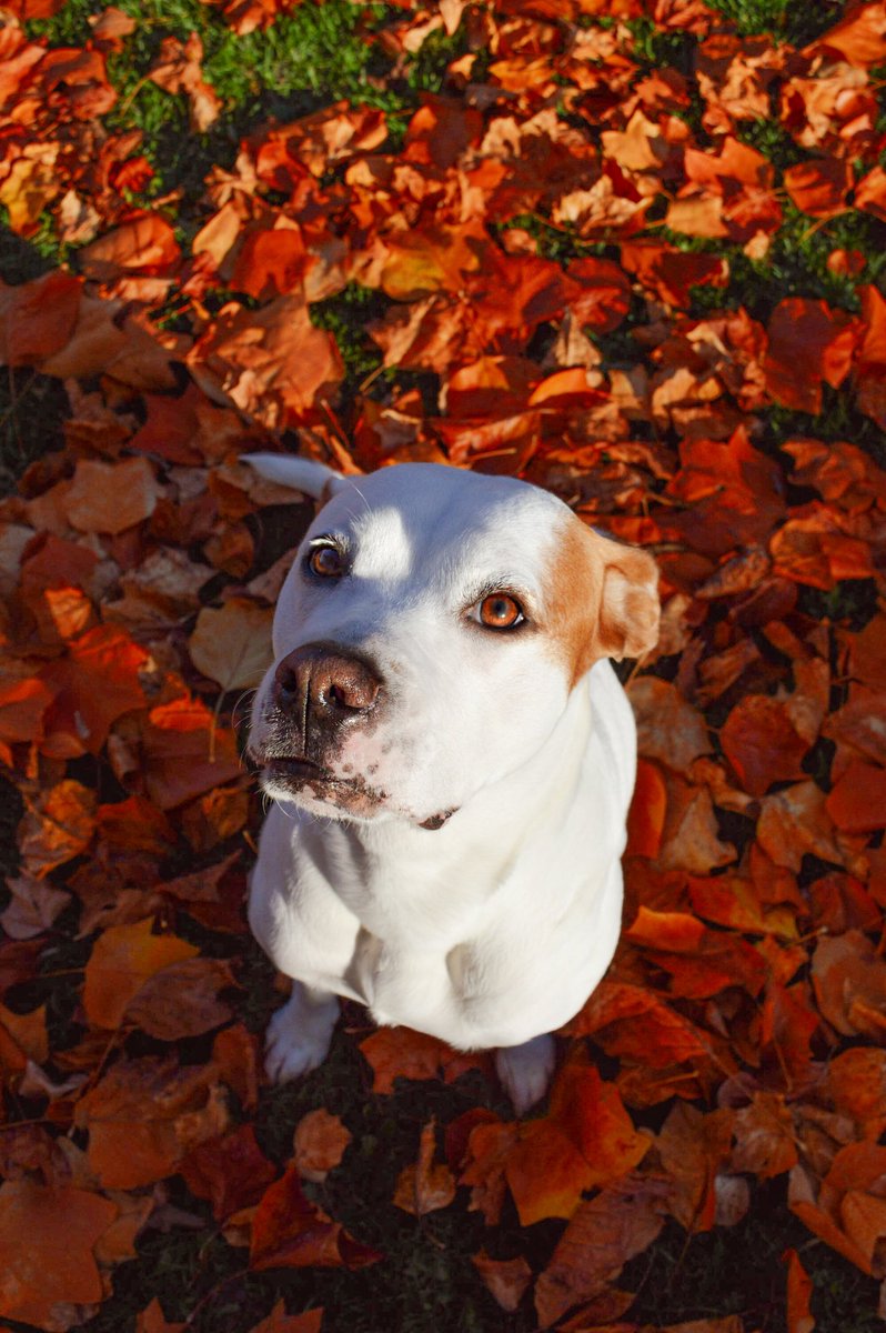 roxy_pino_'s tweet photo. I love playing in the leaves 🍁
#sundayvibes #DogsofTwittter #dogs https://t.co/gidbQafNx2