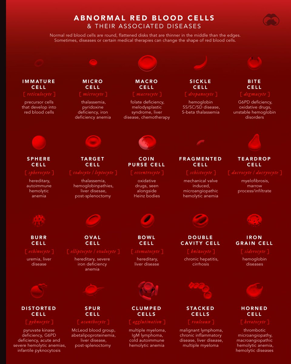 ✨The cool thing I learned about #redbloodcells is that their shape can change depending on #disease or #treatment/#therapies. 

I spent some time creating these diverse RBCs in 3D software, visualized below: