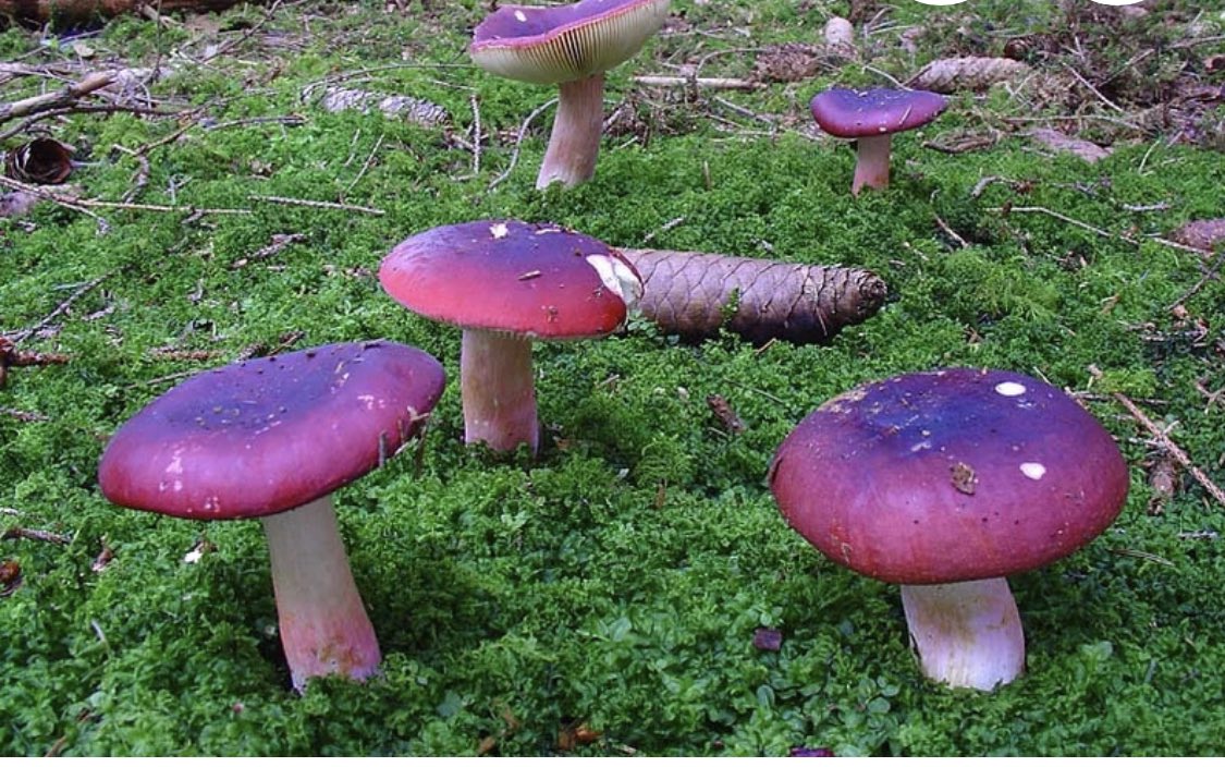 Dusty_CDR's tweet photo. La saison des champignons la récolte est bonne https://t.co/jzQaNK6oNt