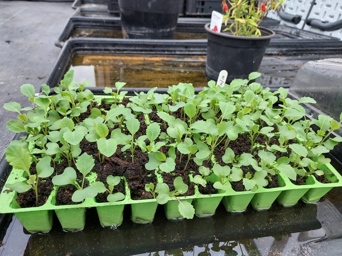 Cabbages coming up nicely in the polytunnel #POLYTUNNEL #allotment #grownfromseed #cabbages #winteriscoming #HappySunday #growyourown #wintersowing #allotmentlife #allotmentgarden #rewarding #healthy #happyplace #feelingblessed