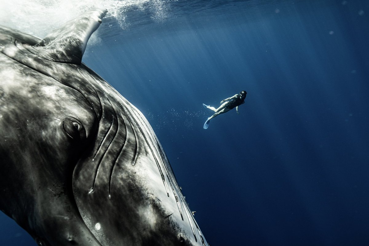 Petite photo de mon amoureuse, alors qu’elle évolue auprès d’un jeune mâle baleine!