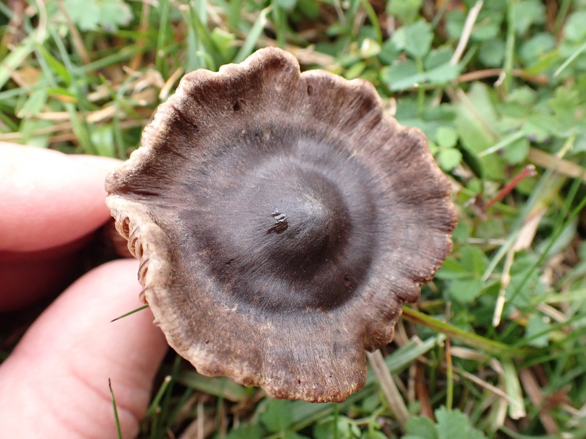 Sometimes you turn over a fungi and go WOAH what has happened here - forget the ID just marvel at the oddness - seen on the Sussex Fungi Group walk on Malling Down #fungi