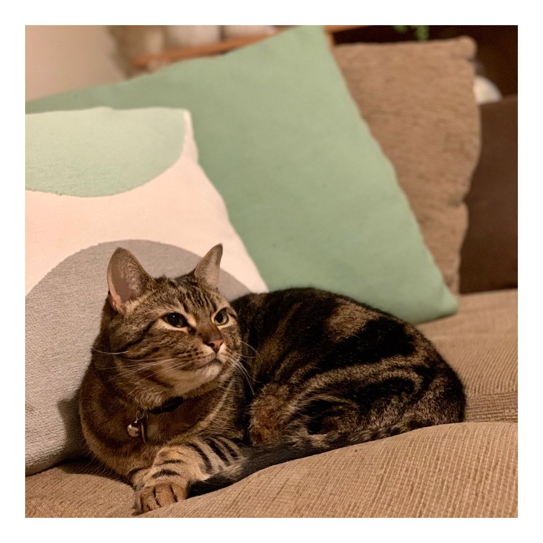adamfromhome's tweet photo. Astrid thinks Sundays are for curling up on the sofa 🛋️
How are you spending your lazy day 😴

#sunday #sundayfunday #weekend #sundayvibes #sundaymood #goodvibes #cat #cats #catlover #catlife #catlovers #Norwich https://t.co/BHuqANIhxe