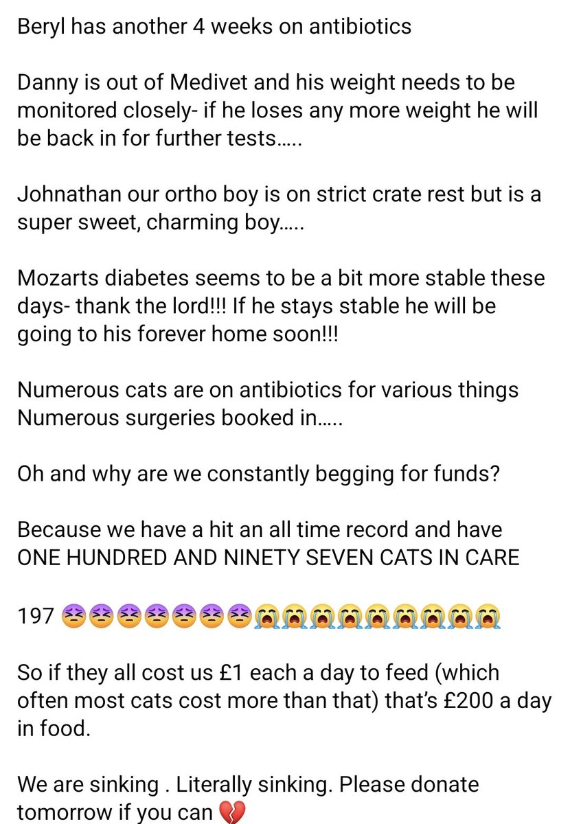 StrayCatsWM's tweet photo. Please read full post in pics! 

We currently have 197 cats in our care 😓😣

So if they all cost us £1 each a day to feed (which often most cats cost more than that) that’s £200 a day in food. 

We are sinking . Literally sinking. Please donate tomorrow if you can 💔 https://t.co/B5DVbSFbQQ