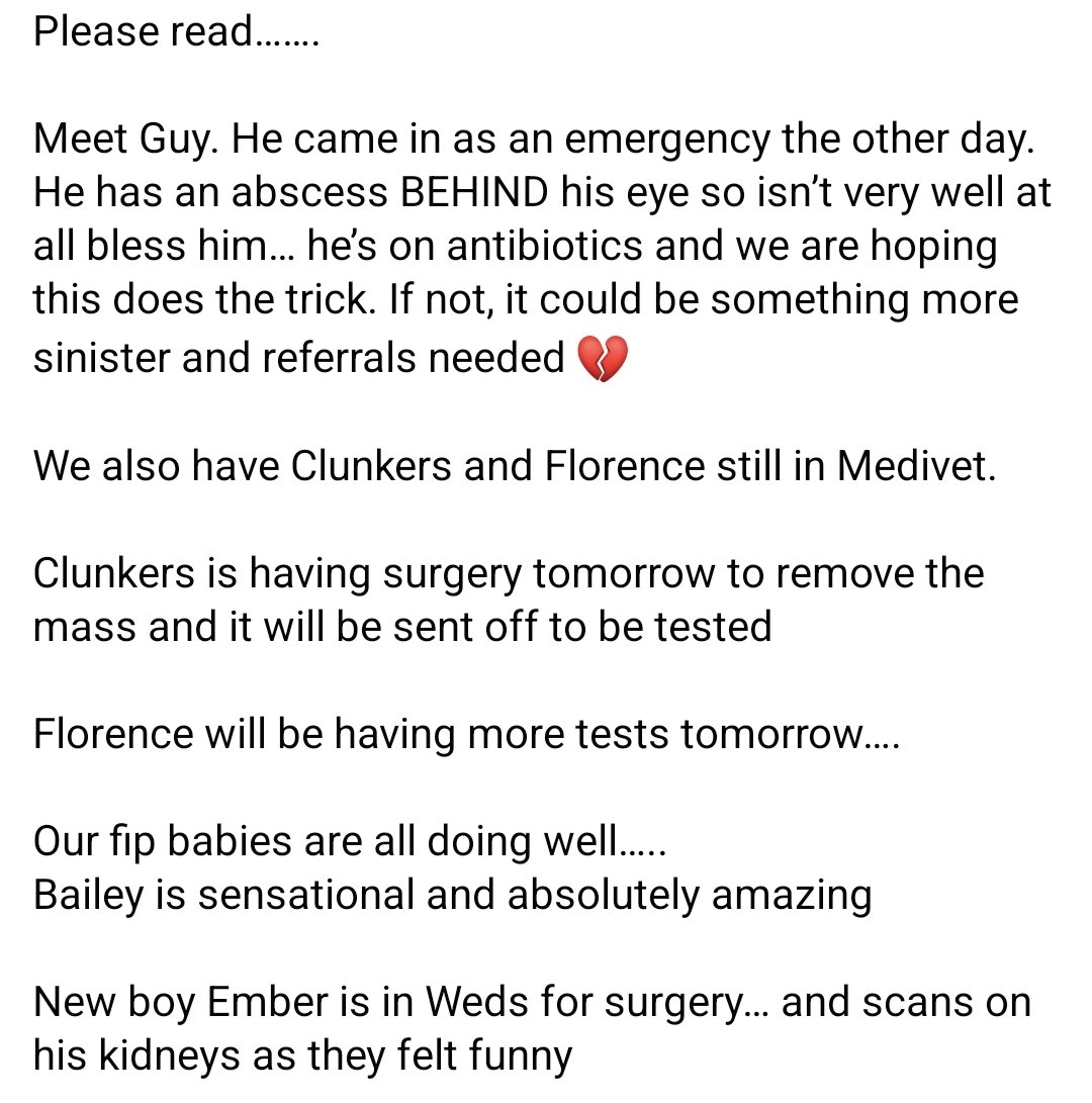 StrayCatsWM's tweet photo. Please read full post in pics! 

We currently have 197 cats in our care 😓😣

So if they all cost us £1 each a day to feed (which often most cats cost more than that) that’s £200 a day in food. 

We are sinking . Literally sinking. Please donate tomorrow if you can 💔 https://t.co/B5DVbSFbQQ