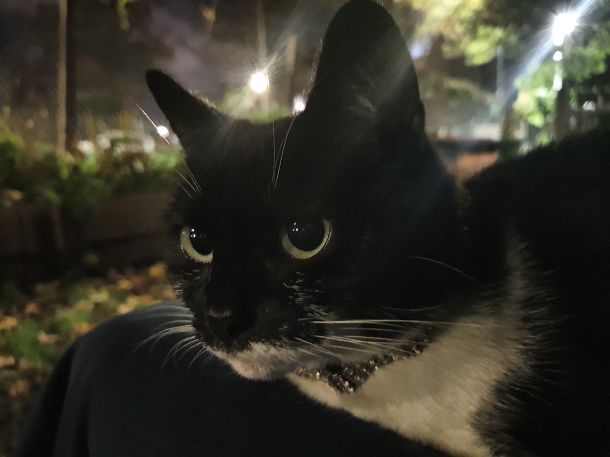 The Gipsy Hill Cat tweet media