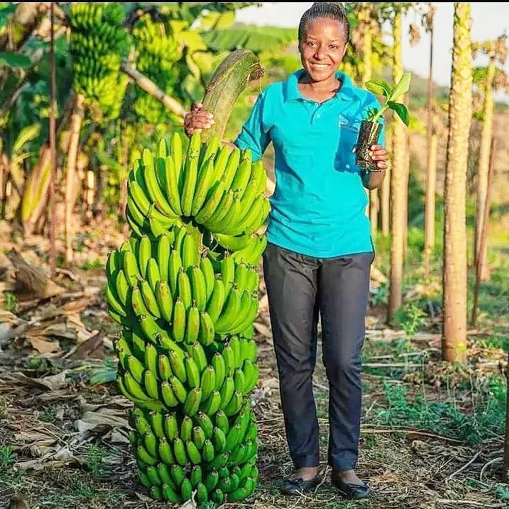 #MazaoHub is a smart Digi agriculture and farm ERP platform that offers intelligent #agritech solutions to help agribusinesses optimise their farm activities and thus, enhance their crop productivity by 30%.
#agriculture #Farming #Farmers #Farmer #Agribusiness #data #management