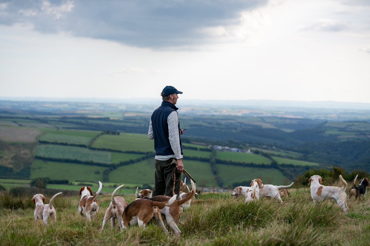 lurcherwork's tweet photo. #beagles #countrylife #hounds #scenthounds #workingdogs https://t.co/pMfzih1kaX