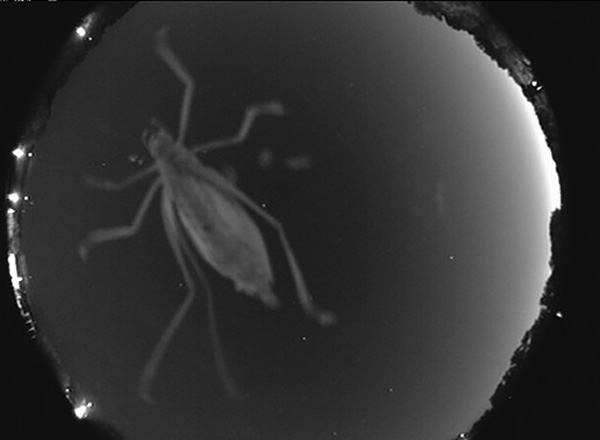 ISS_CASIS's tweet photo. Check out these "unexpected visitors" to the #AllSkyCamera at @NASA_Marshall! This network of cameras is designed to capture images of #meteors but, sometimes, meteors aren't the only things caught on camera! #spooky
Image credit: Marshall Space Flight Center https://t.co/HIjQaAgRka