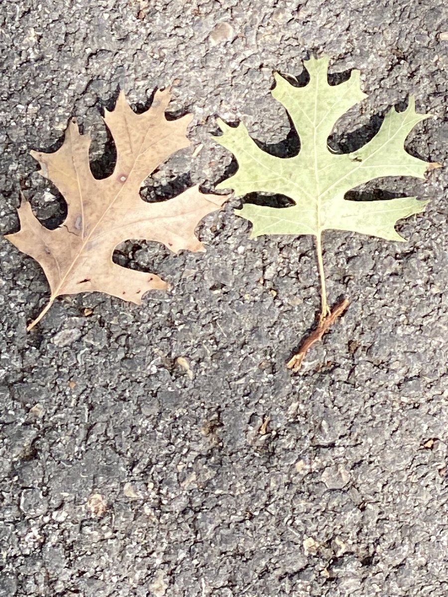 LanieTankard's tweet photo. Leaf Motif. #ATX #FlowerReport #reachout #extendahand #BefriendTheOther 🫱🫲🏿 https://t.co/h8uAmmfwBk