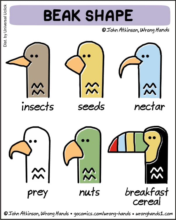 cheesemanseco's tweet image. That last one evolved in the last 60 years…😜
∙
∙
∙
#instabug #birds #shape #insects #entomology #nut #breakfast #cereal #breakfastcereal #cereals #birdwatcher #seed #prey #nuts #bestbreakfast