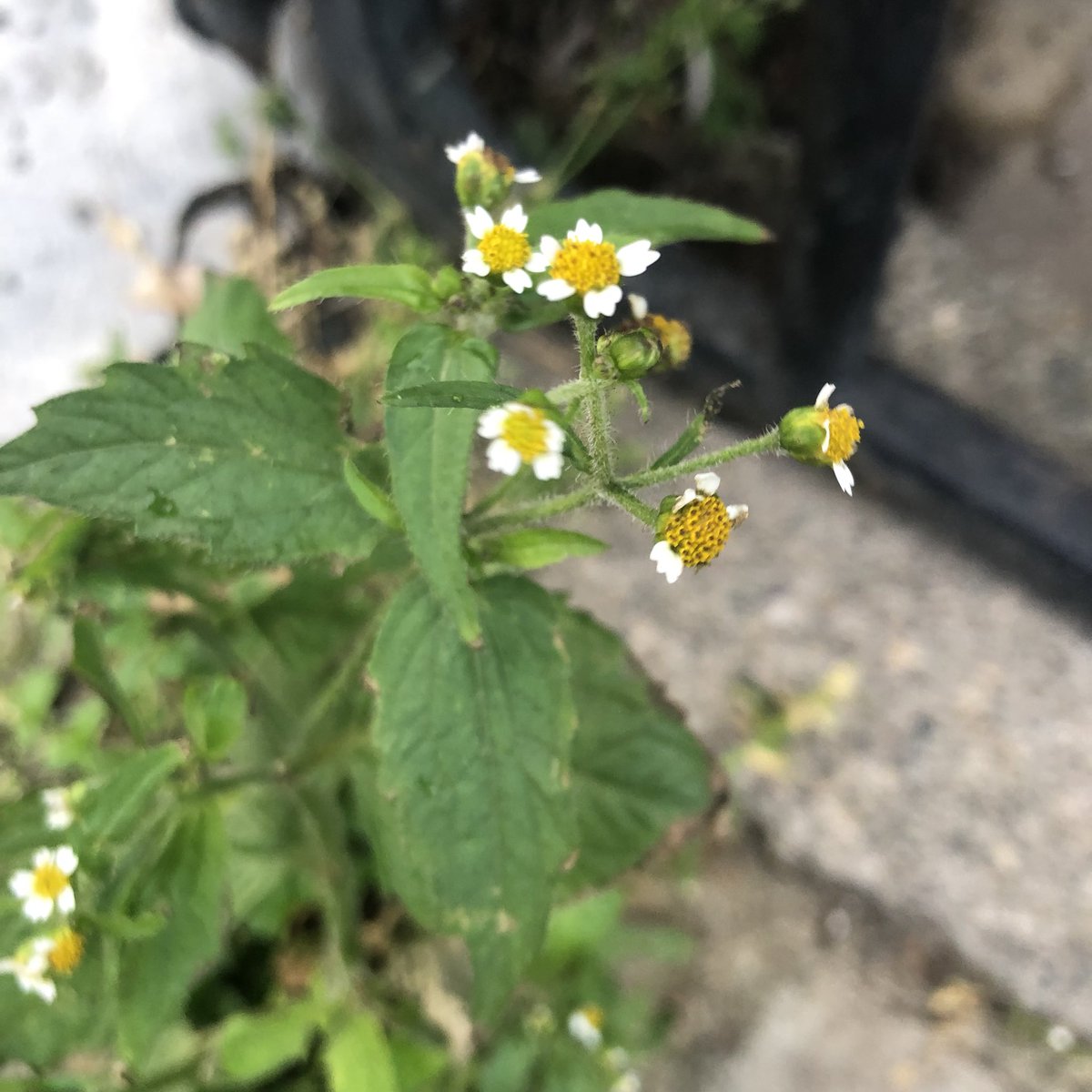 It’s #WildflowerHour and I spotted this Gallant Soldier (Galinsoga parviflora) on the pavement this afternoon #Dalston - never seen it here before. Near the railway line to Kew where it first escaped in the 1860s. (Hairy enough to be shaggy soldier possibly). #pavementplants