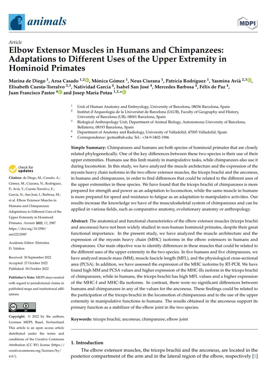 EliCuesta_'s tweet photo. I am very happy to announce that the article "Elbow Extensor Muscles in Humans and Chimpanzees: Adaptations to Different Uses of the Upper Extremity in Hominoid Primates" has been just published in Animals! 🥳 Check it out! 

https://t.co/QTVFisiDQf https://t.co/XBdE9ml103