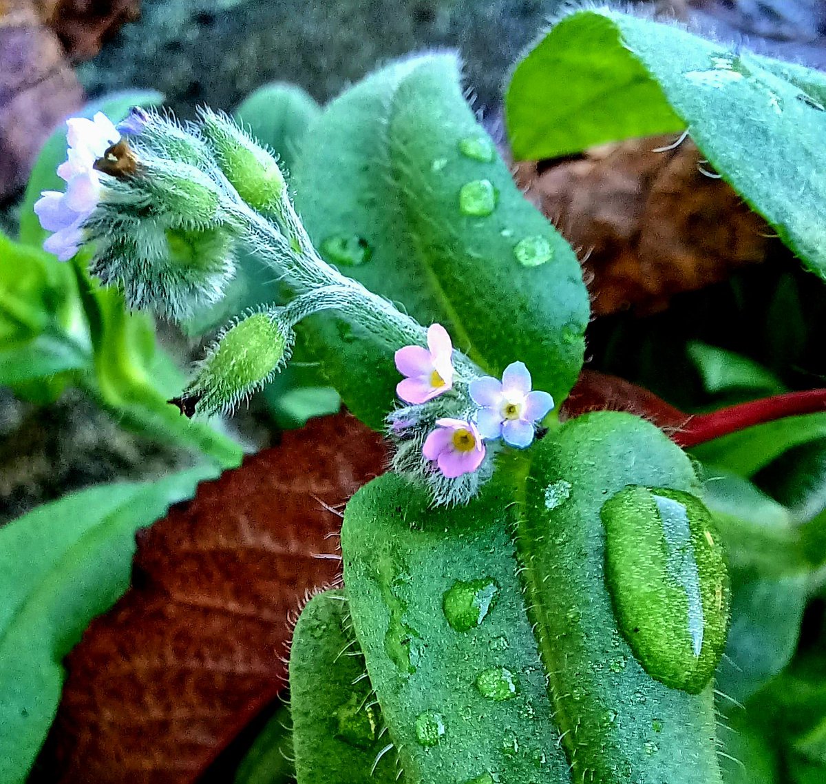 Rickretweets's tweet photo. Evenin all. Myosotis arvensis, the field forget-me-not, still going strong in East Lancs for this week's #wildflowerhour #planttwitter #flowerphotography #octoberdroplets https://t.co/izFk9jV637