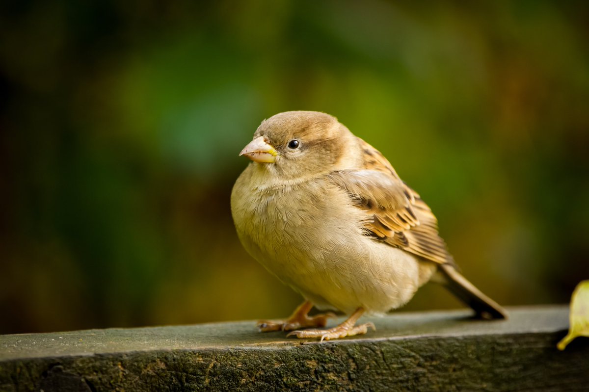 I think it’s a female house sparrow.