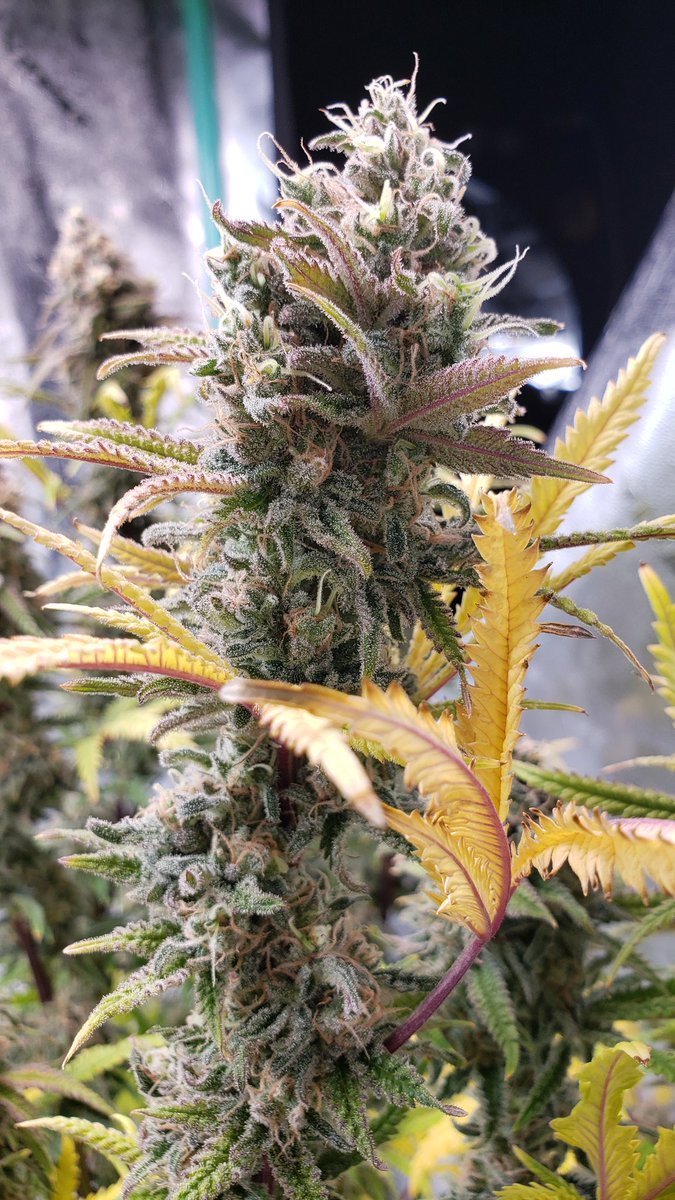 WeedCane's tweet photo. Sunday morning weed porn. Even when its a rainy gloomy day, it is always bright in the grown room
Freak show is just that, a freak.  Stay lifted today &amp; grow them big.
#Mmemberville #gdc #growyourown #ppp #StonerFam #legalizeweed #irvinearmy #cannabiscommunity 
#unitfarmled https://t.co/K8nJKAVl9g
