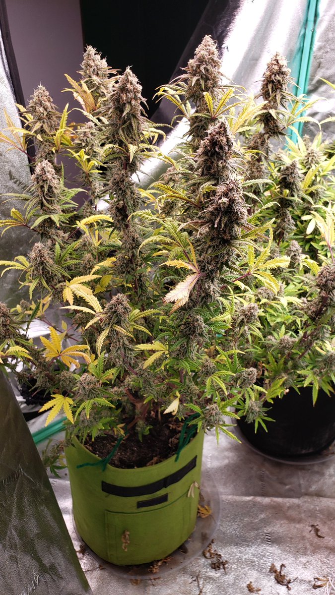 WeedCane's tweet photo. Sunday morning weed porn. Even when its a rainy gloomy day, it is always bright in the grown room
Freak show is just that, a freak.  Stay lifted today &amp; grow them big.
#Mmemberville #gdc #growyourown #ppp #StonerFam #legalizeweed #irvinearmy #cannabiscommunity 
#unitfarmled https://t.co/K8nJKAVl9g
