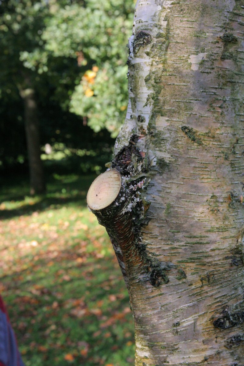 arboretumassen's tweet photo. Thijs is contactpersoon van de SLD voor vrijwilligersgroepen die aan bos- en landschapsonderhoud doen. Hij zorgt er o.a. voor dat de ca. 400 vrijwilligers in Drenthe kunnen beschikken over allerlei soorten handgereedschap van de SLD

Lees meer op de site: https://t.co/kMZo1mpgWk https://t.co/HbYlnZG81J