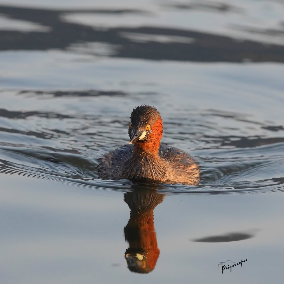 Little Grebe (Tachybaptus ruficollis)
#DalLake #Srinagar #Kashmir #BirdsofIndia #birdphotography @ThePhotoHour #BirdsSeenin2022 #IndiAves  #BBCWildlifePOTD #TwitterNaturePhotography