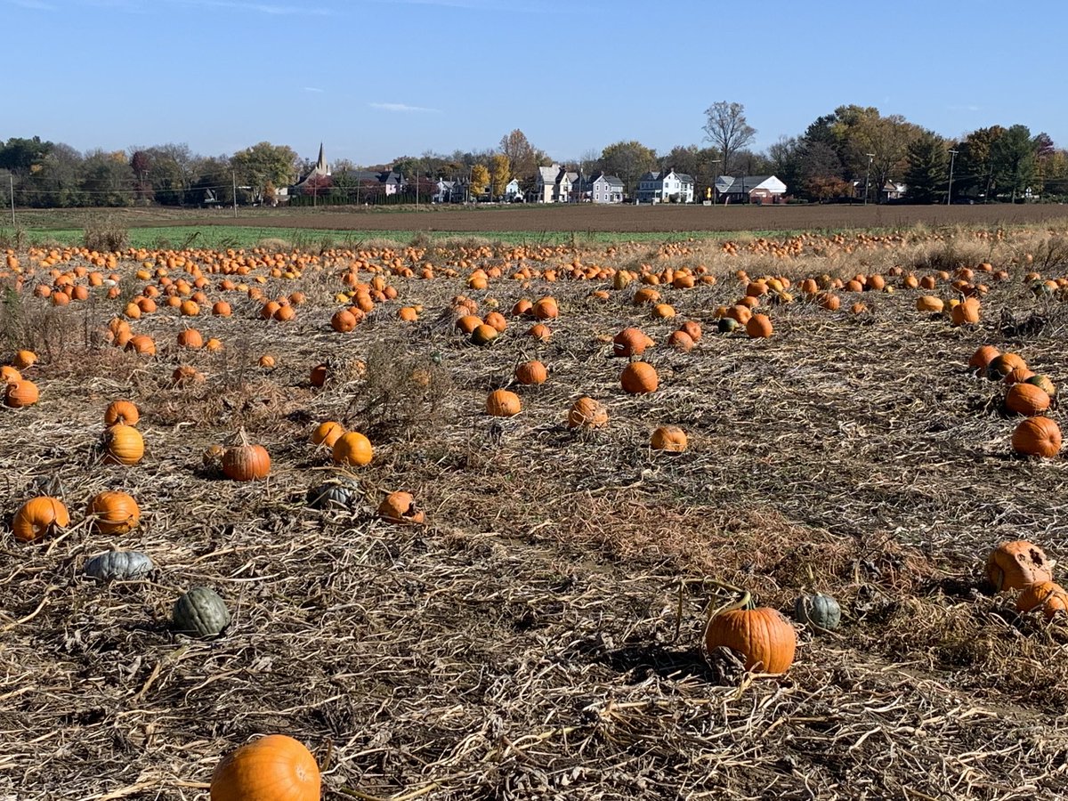 Pumpkin patch with historic Buckeystown, Md in the background. This town is a beautiful cluster of ornate Victorian houses with broad porches