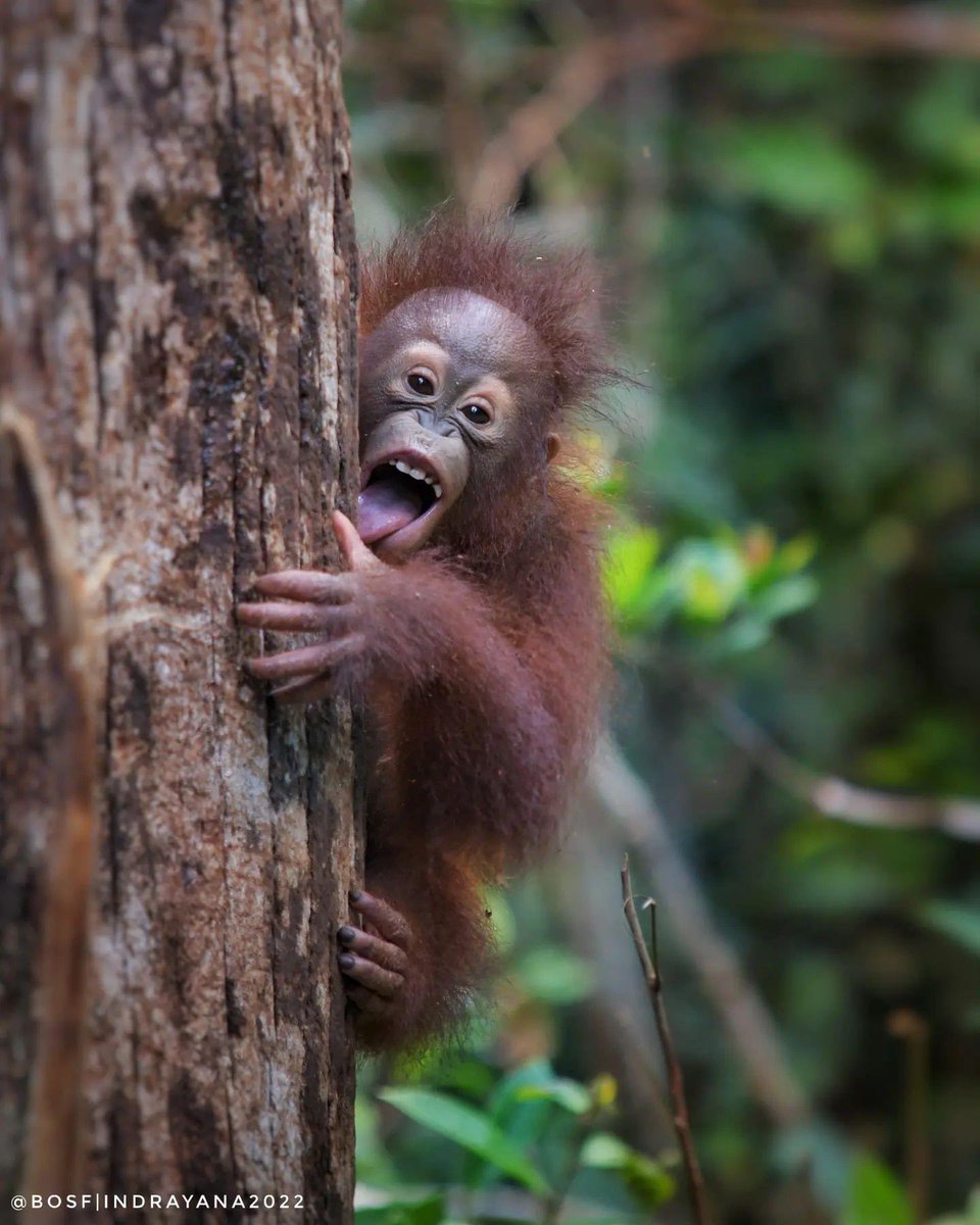 Orangutan Outreach 🦧❤️🌳 tweet media
