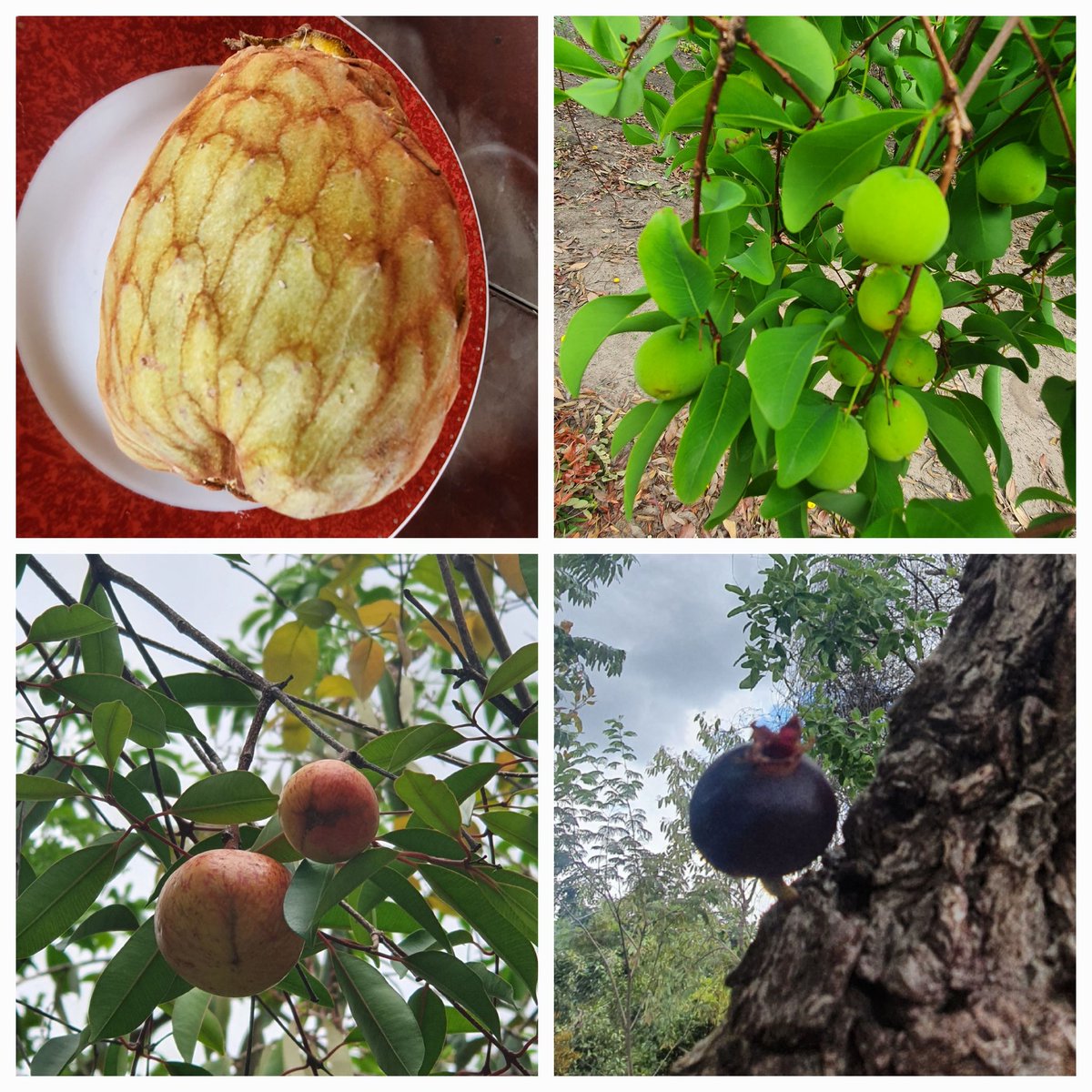 HeliveltoMac's tweet photo. Frutas do Cerrado, Sítio Maribu, Calumbi, Macaúbas ,BA. 
30/10/22. 
1 ?, cagaita, mangaba, pucá. https://t.co/Y61MptJPlR