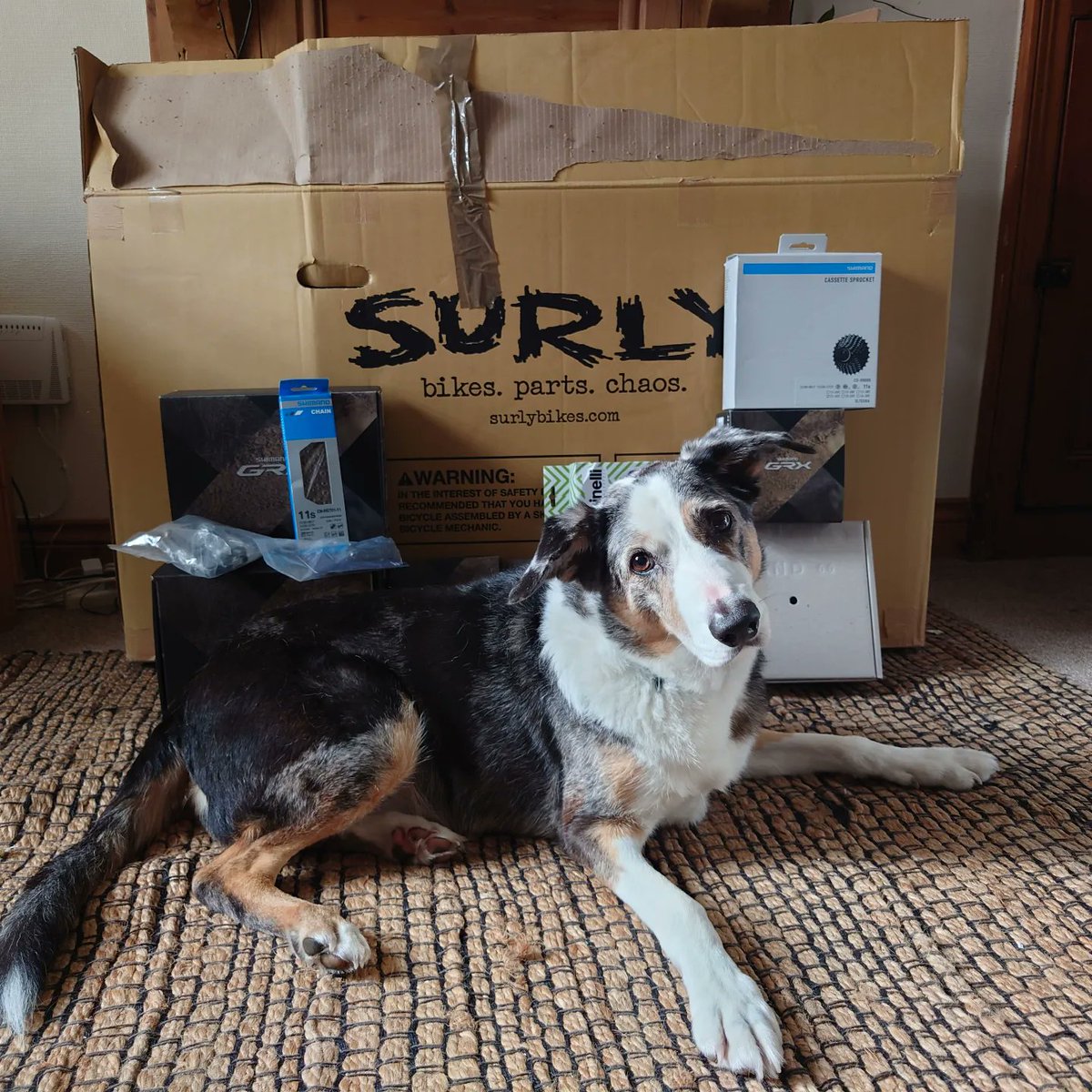 KernowBUG's tweet photo. Time to start building. #workshopdog @RideShimano @ShimanoROAD @Surly_Bikes https://t.co/SXgeyV0UcX