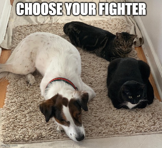 kropp_sophia's tweet photo. Who's your pick??
#chooseyourfighter #mco335 https://t.co/FAEC3XMn2F