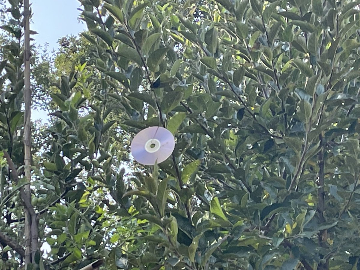 Albert El Hajj, MD tweet media