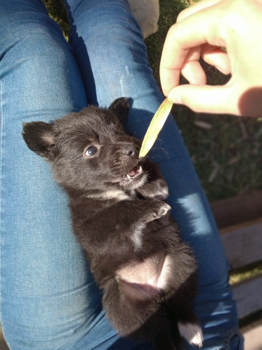 garri___'s tweet photo. éstas bebés hermosas están en adopción🥹❤️ https://t.co/VO0cI8IpSu