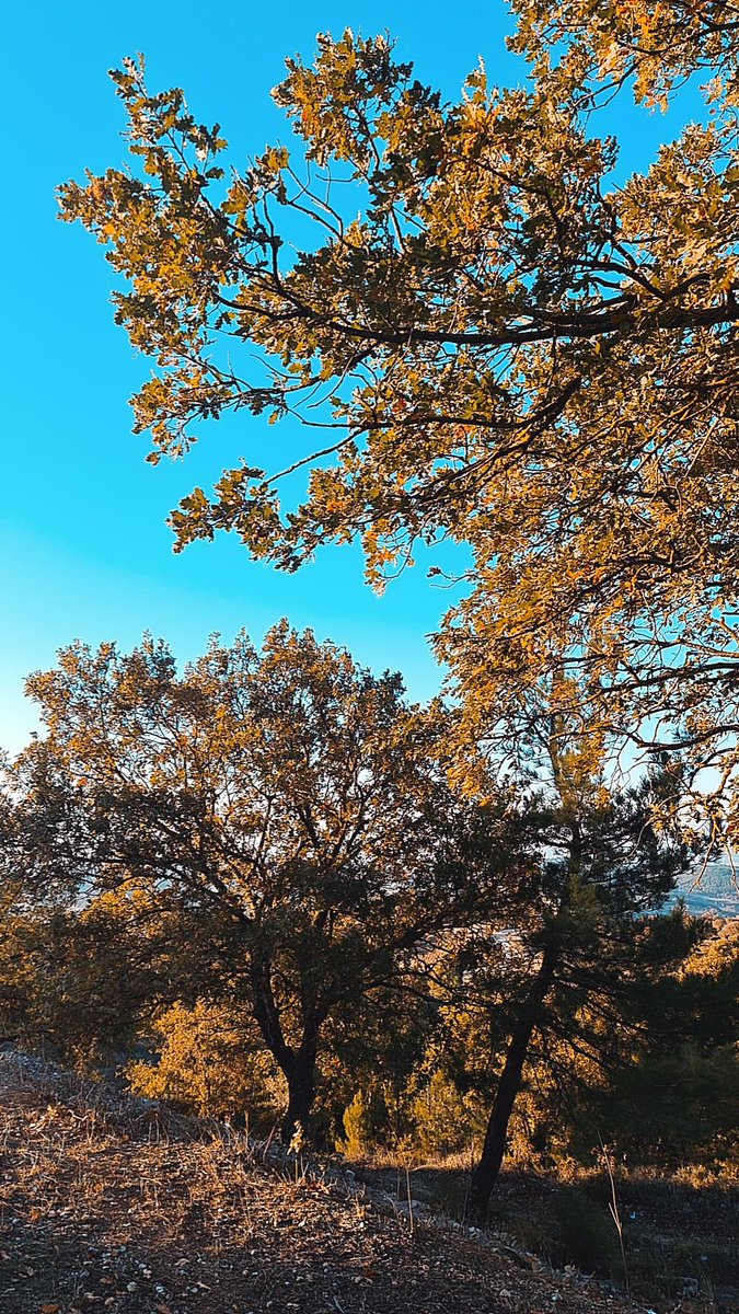 alvzgr's tweet photo. Buralarda sonbahar bi başka güzel🍁🍂🍁🍂 https://t.co/owoUctf8sY