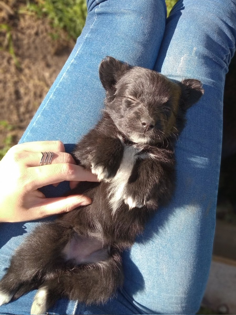 garri___'s tweet photo. éstas bebés hermosas están en adopción🥹❤️ https://t.co/VO0cI8IpSu