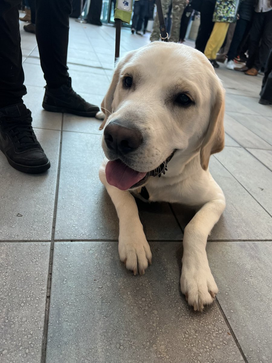 PanthersIHC's tweet photo. Furry heaven in the foyer tonight😻
Go check out @GDmidsandeast 🐾🦮 https://t.co/tSfM5Kig7s