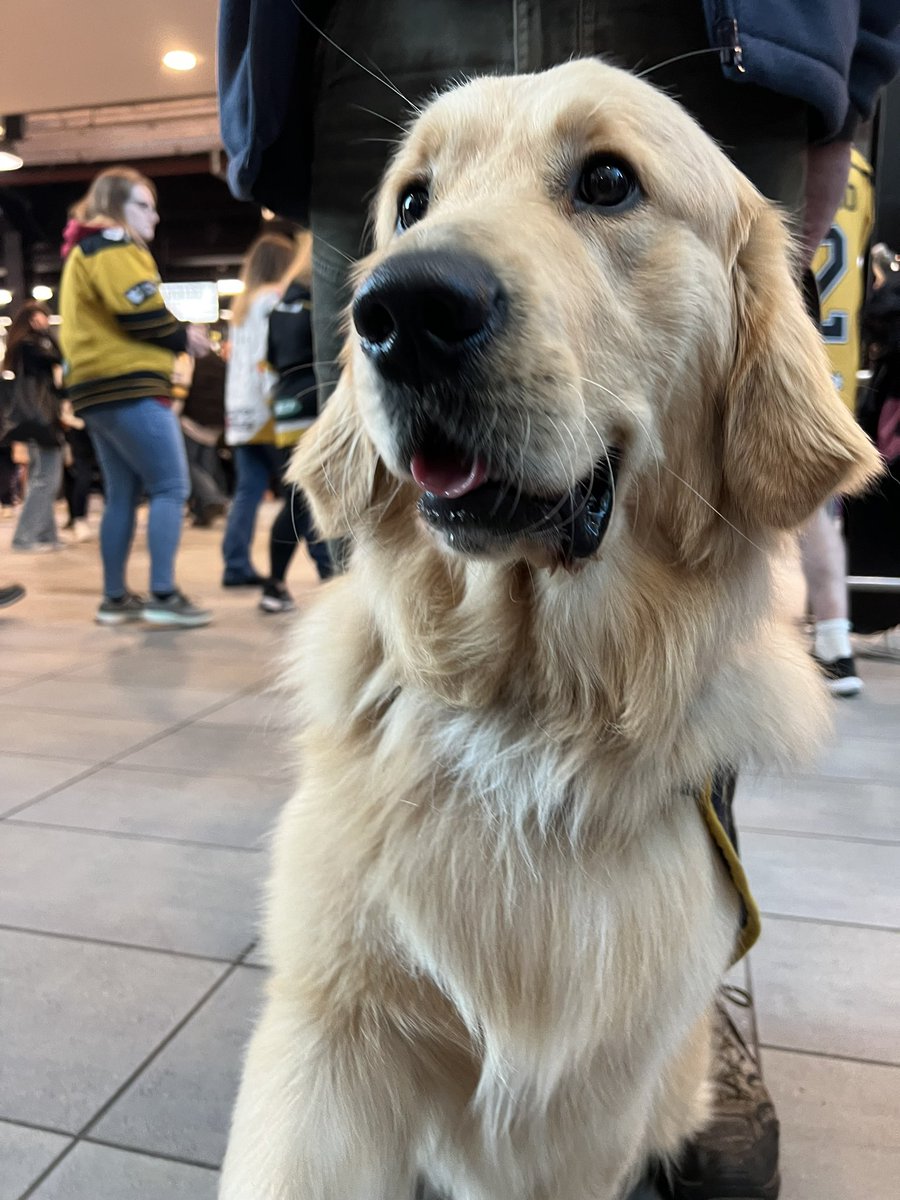 PanthersIHC's tweet photo. Furry heaven in the foyer tonight😻
Go check out @GDmidsandeast 🐾🦮 https://t.co/tSfM5Kig7s