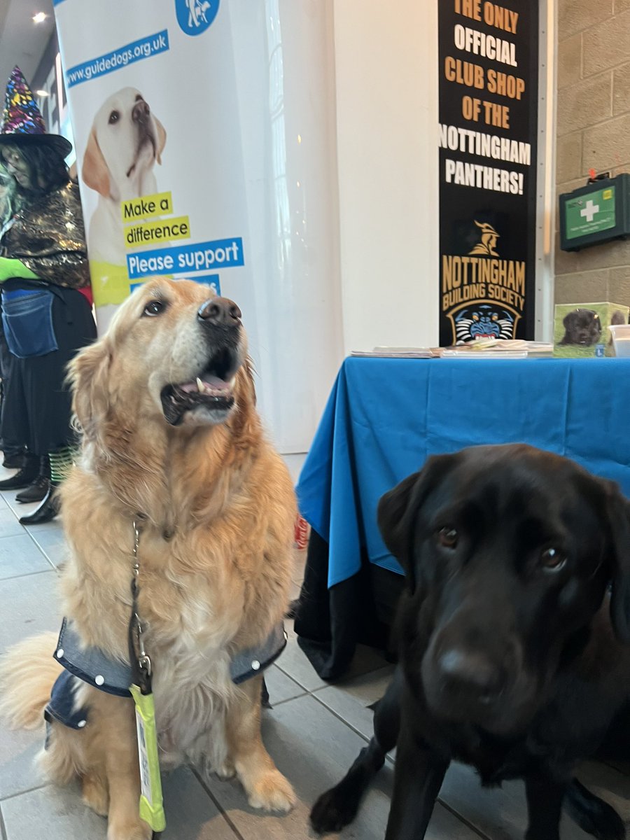 PanthersIHC's tweet photo. Furry heaven in the foyer tonight😻
Go check out @GDmidsandeast 🐾🦮 https://t.co/tSfM5Kig7s
