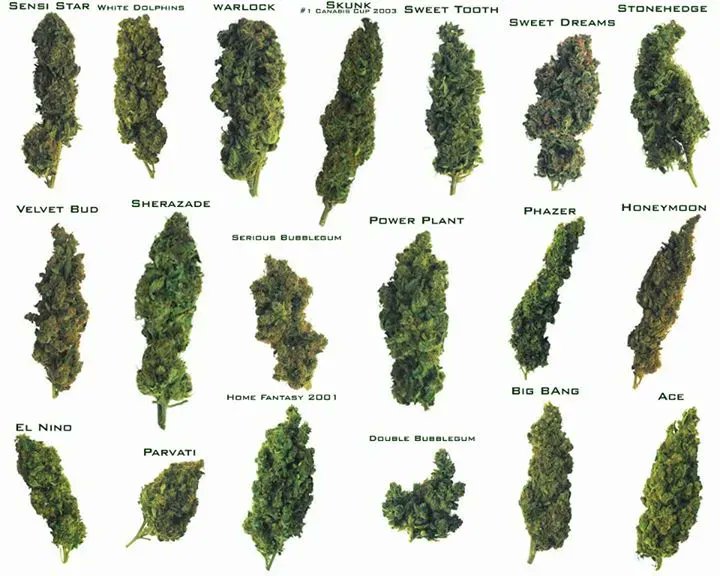 CannabisTrainU's tweet photo. Double tap if you see your favorite strain ❤️

#strains #cannabis #cannabisindustry #cannabiseducation https://t.co/ZwJfC0vECm