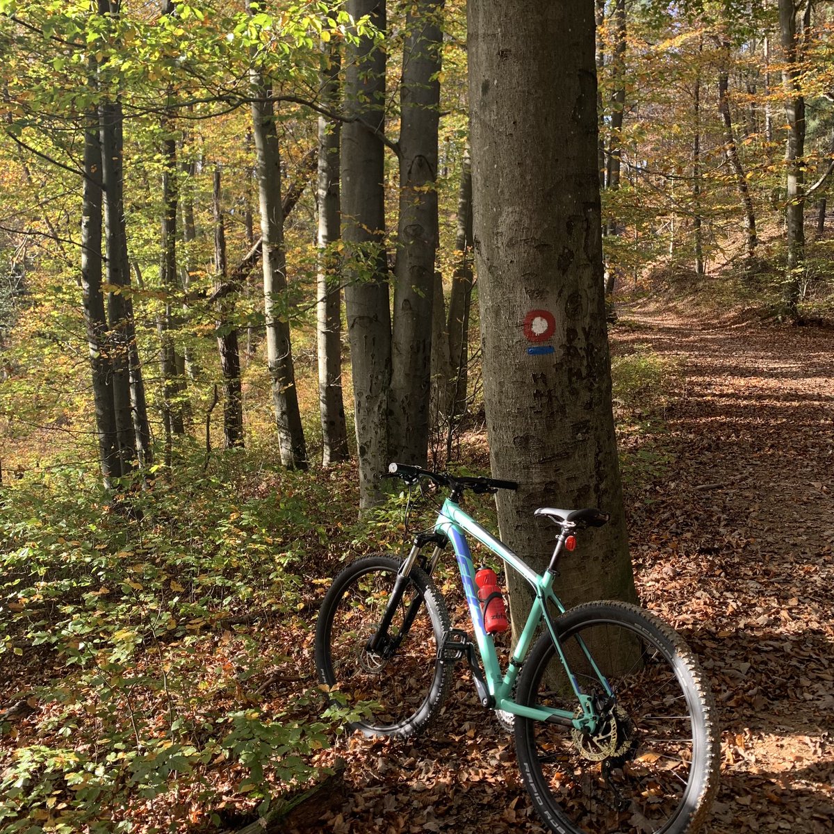 TiffanySadlerUK's tweet photo. We cycled part of the wonderful Slovenska Turnokolesarska Pot today. Sunshine, leaves, uphills, downhills, puddles to splash through… It was brilliant! 🚴 🌲 #STKP #Slovenia https://t.co/0jnAknZlT0