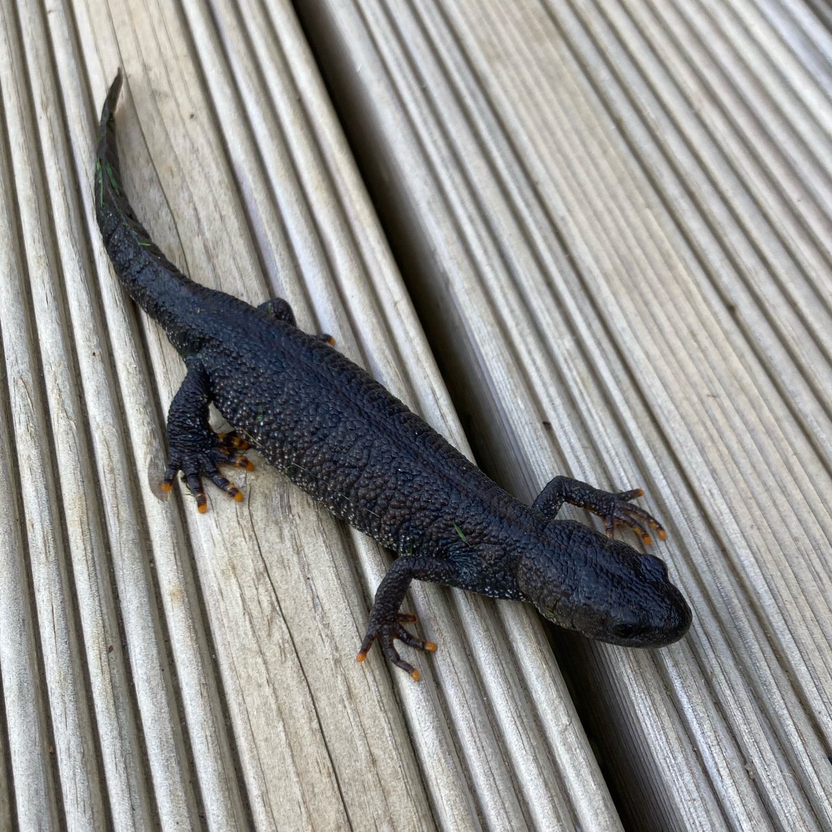 Female Great Crested Newt that I saved from a lawnmower related incident x