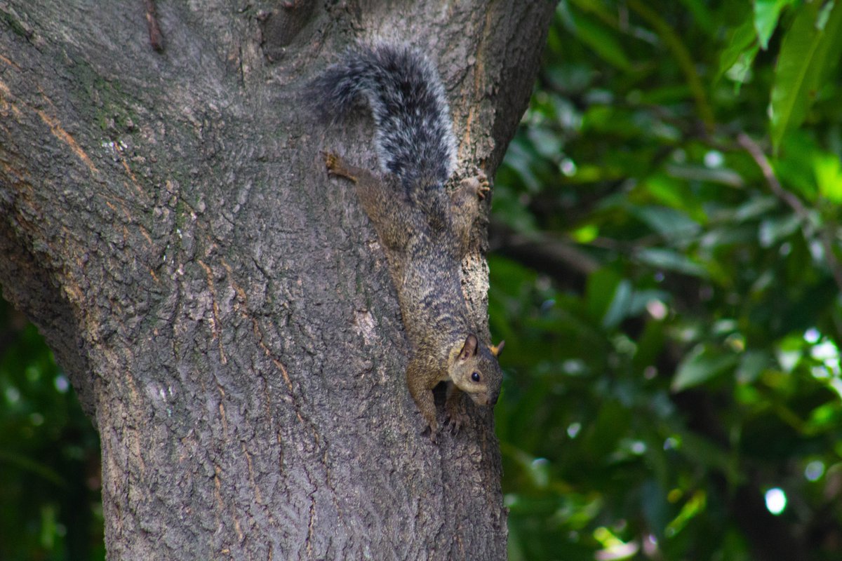 Barrel504's tweet photo. San Pedro Sula, Honduras 🐿️ https://t.co/ZxkeF8Oajn