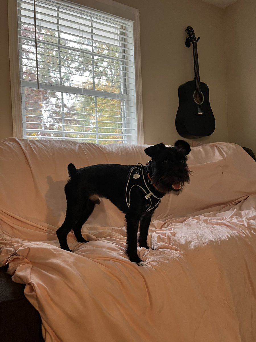 ApolloLovesFun's tweet image. Happy Sunday Frens! Things are good on our side! I hope they are good for you! @meatball_pup meatball_pup #dogsoftwitter #SchnauzerGang #youaintnothinbutahounddog #puppylove #doglife