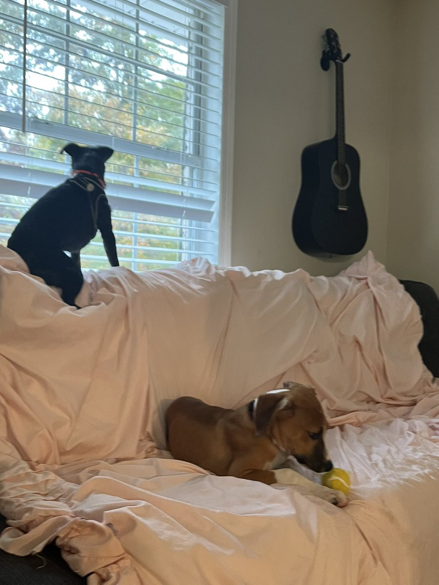 ApolloLovesFun's tweet image. Happy Sunday Frens! Things are good on our side! I hope they are good for you! @meatball_pup meatball_pup #dogsoftwitter #SchnauzerGang #youaintnothinbutahounddog #puppylove #doglife