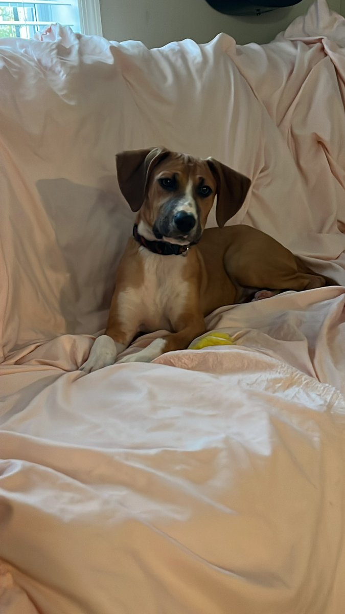 ApolloLovesFun's tweet image. Happy Sunday Frens! Things are good on our side! I hope they are good for you! @meatball_pup meatball_pup #dogsoftwitter #SchnauzerGang #youaintnothinbutahounddog #puppylove #doglife