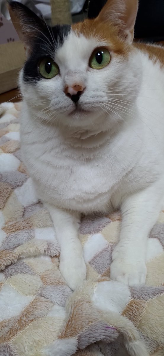 たぬきうどん tweet media