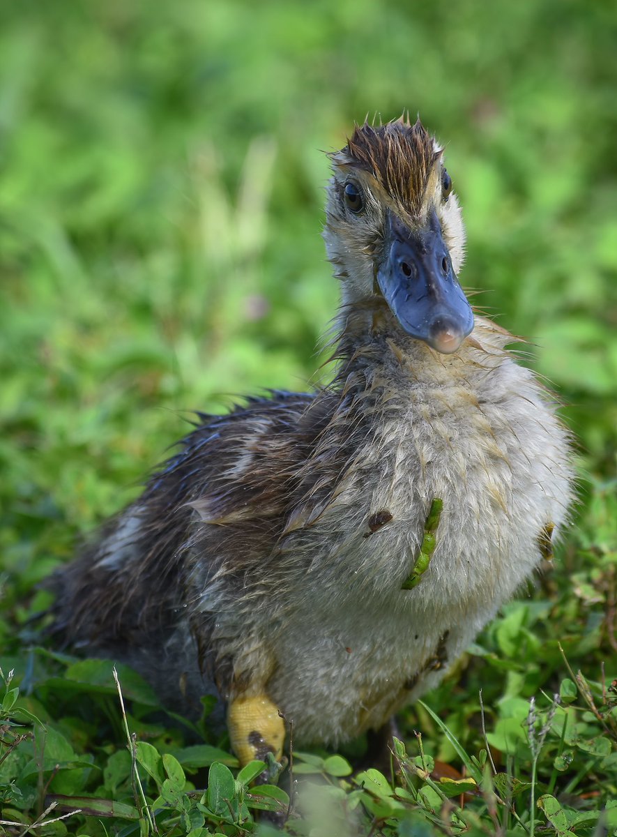 CaseRiddle's tweet photo. Need some cuteness for today? Here’s a baby Muscovy 🥰 #TwitterNaturePhotography #TwitterNatureCommunity #BirdTwitter #birds #wildlifephotography https://t.co/MuTCPAFRQq