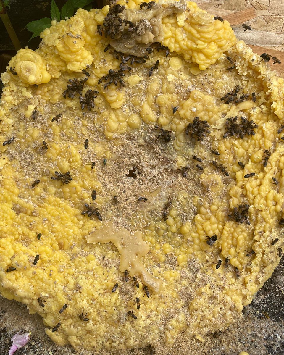 tonyrefailapiar's tweet photo. Hand poured pure beeswax candle 🍯🐝❤️. 

#honeybees #nature #honey #savethebees #bees
#beekeeping #beeswax #beefarmers #shaeila_apiary #tonyrefail_apiary #beeslife  #beeswaxcandles #beehive 
#beekeeper #shoplocal #apiary #welshgifts #propolis https://t.co/ziLrmRKiCA